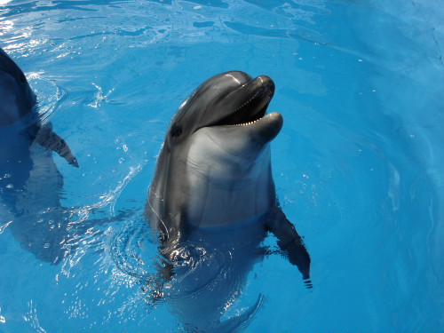 Описание и фотографии половых органов дельфинов